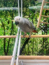 Cenerino parlante allevato a mano