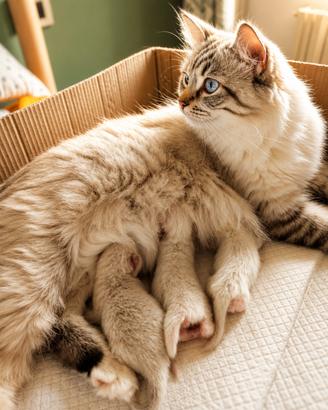 Cucciola Ragdoll chocolate