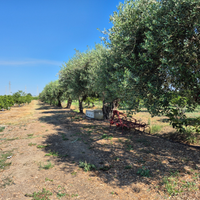 Aranceto