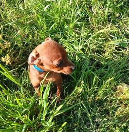 cuccioli pinscher 
