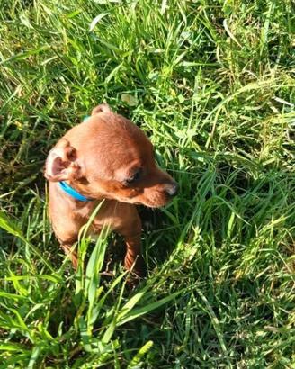 cuccioli pinscher 