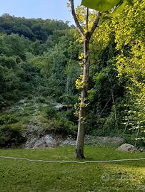 Il Prato nel bosco
