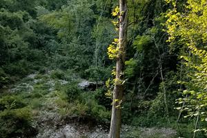 Il Prato nel bosco