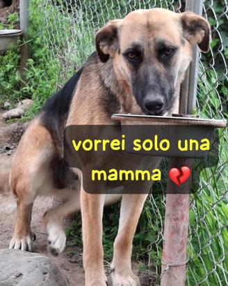 Cucciola simil pastore tedesco