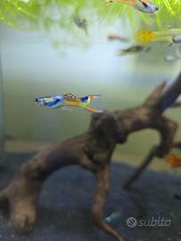 Pesci Guppy Endler