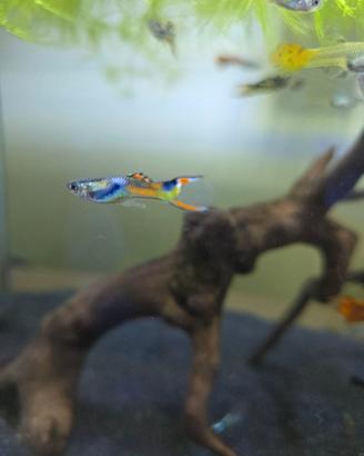 Pesci Guppy Endler