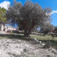 alberi di ulivo