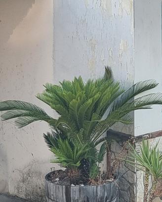 pianta