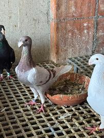 Viaggiatori tedeschi Expo