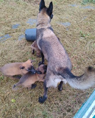 Pastore belga malinois