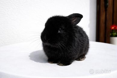 Cucciolo nero di coniglio ariete nano