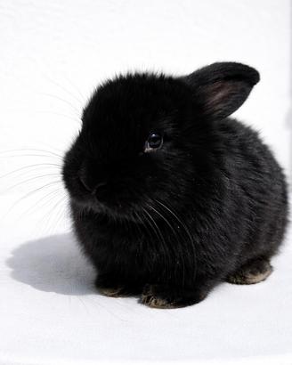Cucciolo nero di coniglio ariete nano
