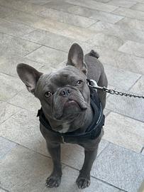 Bulldog francese per monta