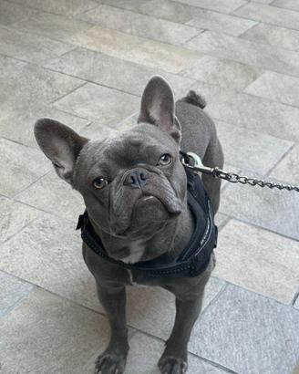 Bulldog francese per monta
