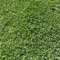 Prato pronto gramignone