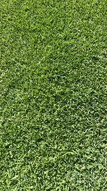 Prato pronto gramignone