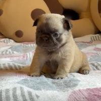 Cucciolo di bulldog francese fluffy lilac fawn