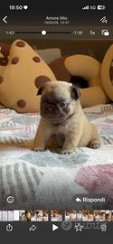 Cucciolo di bulldog francese fluffy lilac fawn