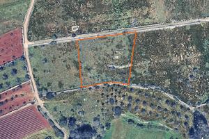 Terreno con pozzo, ideale per apicoltura