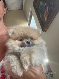 Cuccioli di spitz tedesco nano Pomerania