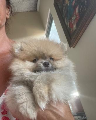Cuccioli di spitz tedesco nano Pomerania
