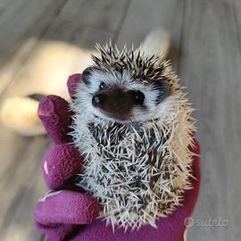 Cuccioli di riccio africano disponibili