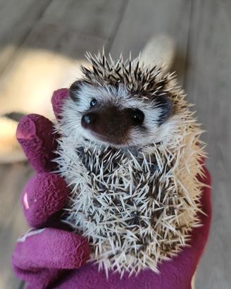 Cuccioli di riccio africano disponibili