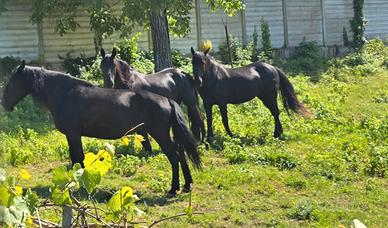 Cavallo murgese