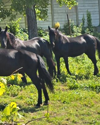 Cavallo murgese