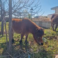 Pony mini pony