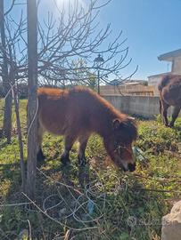 Pony mini pony