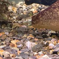 Pesci per acquario Ancistrus