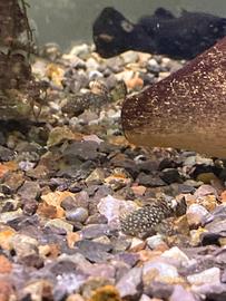 Pesci per acquario Ancistrus