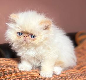 Cucciolo Persiano ColourPoint