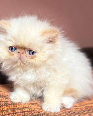 Cucciolo Persiano ColourPoint