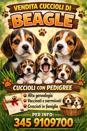 Ultimi 3 maschietti pronta consegna di beagle