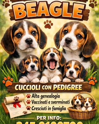 Ultimi 3 maschietti pronta consegna di beagle