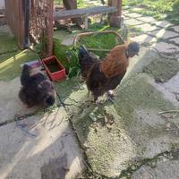 Moroseta varie colorazioni