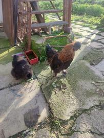 Moroseta varie colorazioni