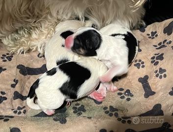 Cucciole di Morkie