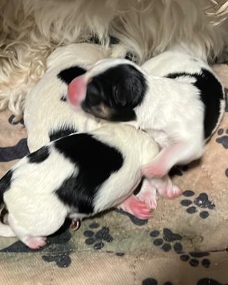 Cucciole di Morkie