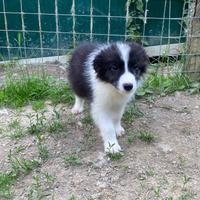 Cucciolo maschio border collie pedigree The Moon