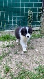 Cucciolo maschio border collie pedigree The Moon