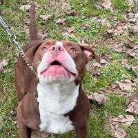 Amstaff