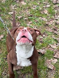Amstaff