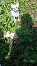Chihuahua miny