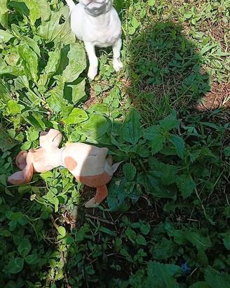 Chihuahua miny