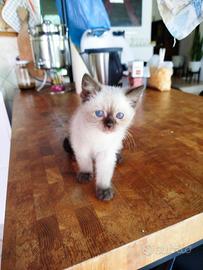 Gattina siamese di due mesi e mezzo