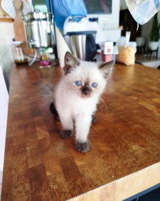 Gattina siamese di due mesi e mezzo