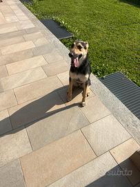 Cane meticcio